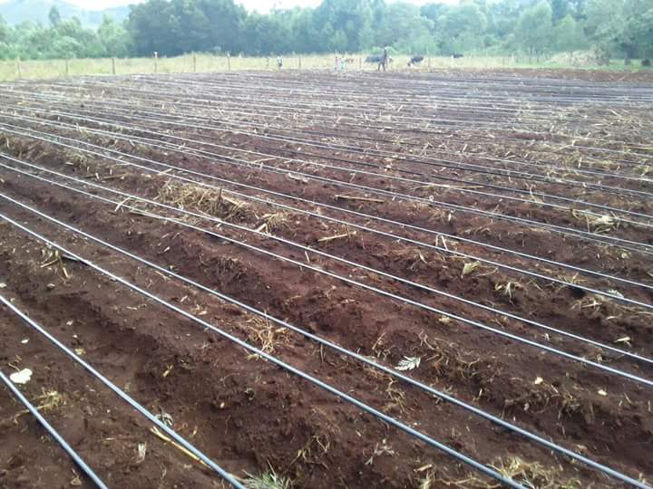 Smart farm kenya Drip irrigation drip kit system in kenya