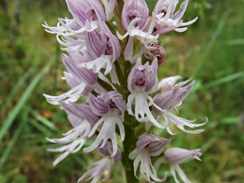 Naked Man Orchid (Orchis italica) in flower Stock Image C041/1451 Science Photo Library