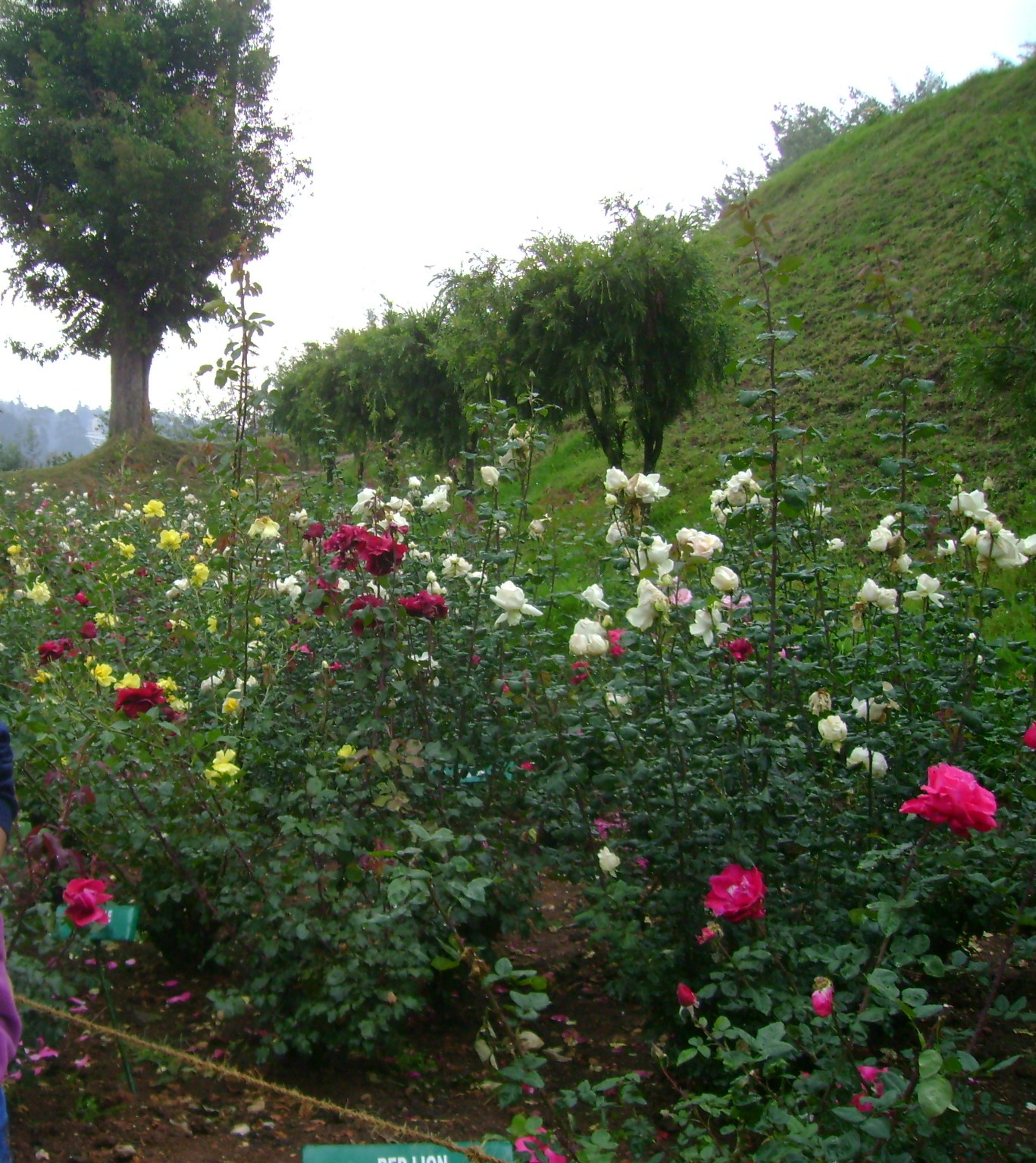OOTY TRAVEL VIEWS ROSE GARDEN OOTY