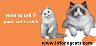 How to tell if your cat is sick