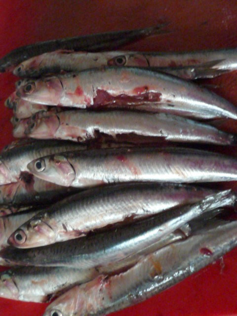 Bolli&amp;#39;s Kitchen: Anchois marinés à la basque - Marinierte Sardellen ...