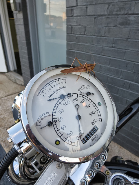 Bienville Legacy dash with grasshopper