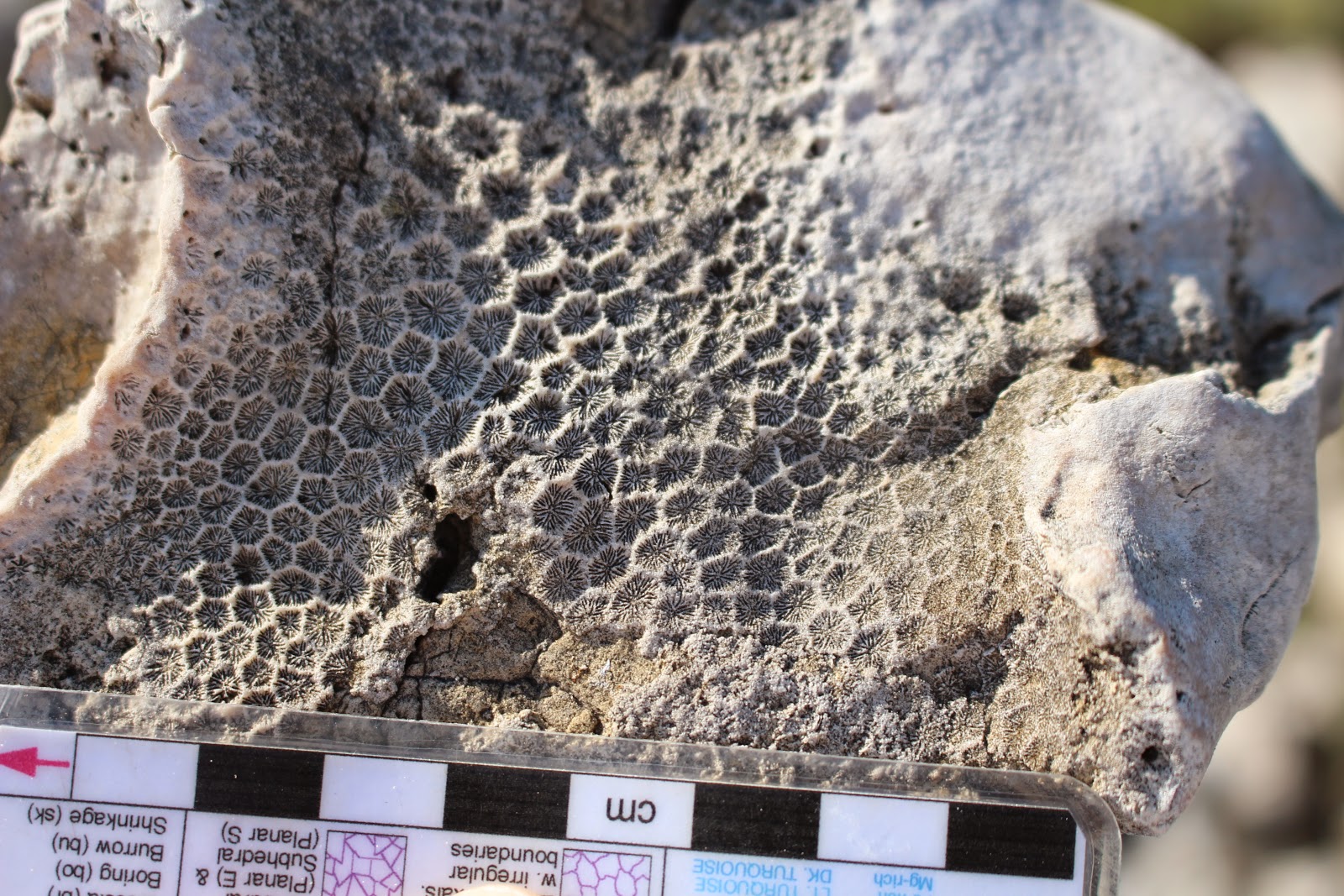 Finding Fossils... Fossil Reefs around Austin