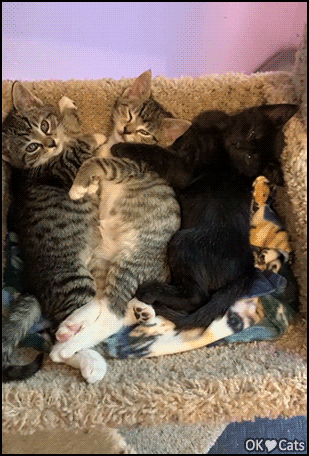 Cute Kitten GIF • Aww... Cute yawning is contagious! 3 adorable kitties cuddling together [cat-gifs.com]