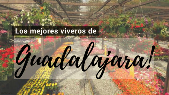 Comprar Plantas Online en Guadalajara