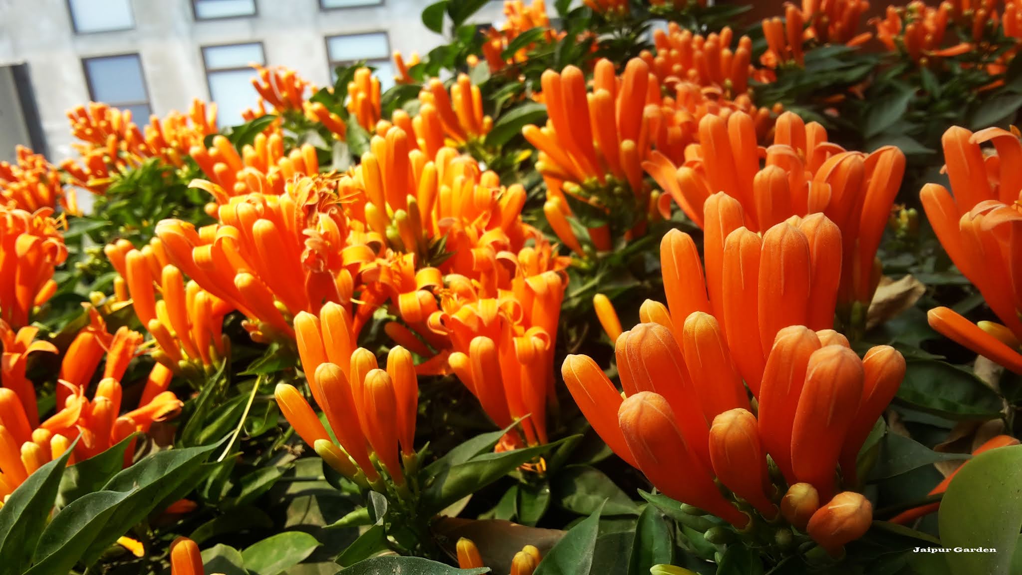 Jaipur Garden Spring Blooming vines