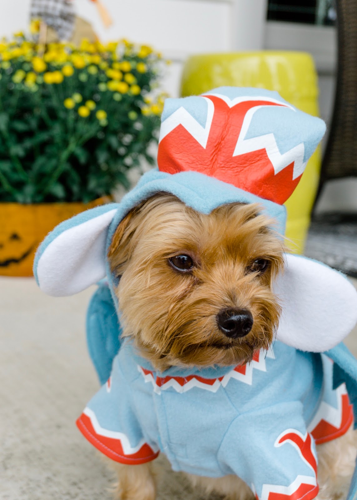 Dog Halloween Costume, Dog Flying Monkey Costume, the Wizard of Oz