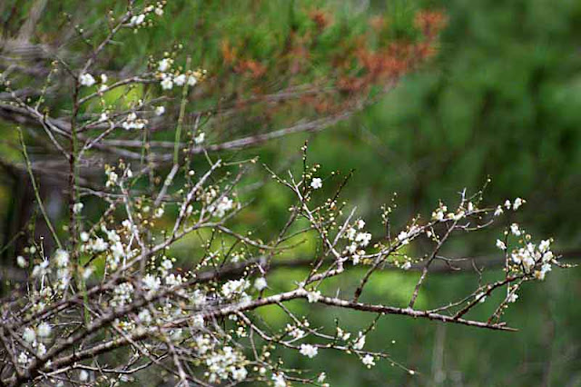 greens, reds, white, trees, flowers, branches