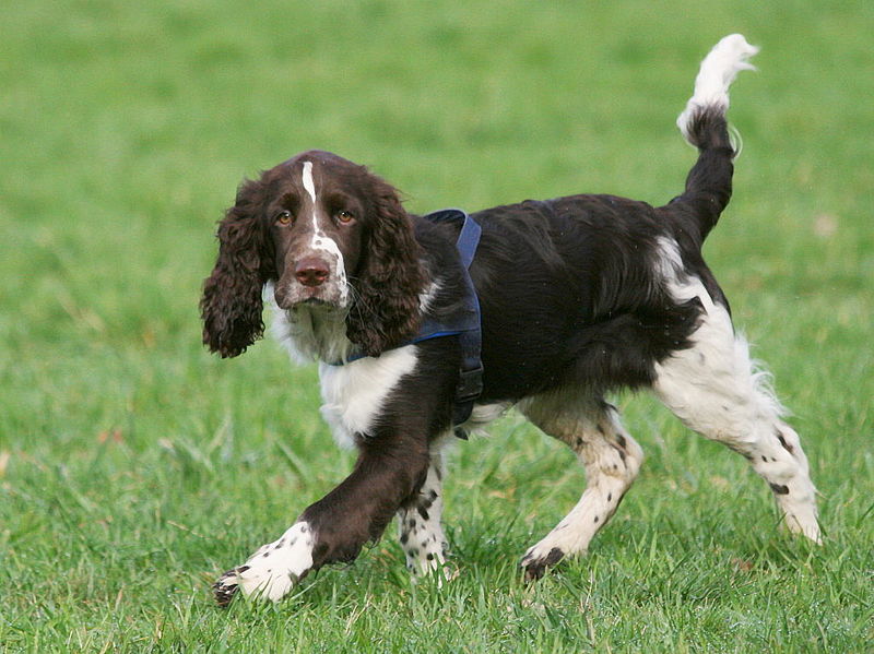 English Springer Spaniel Good Family Dog and Hunting Companion Best
