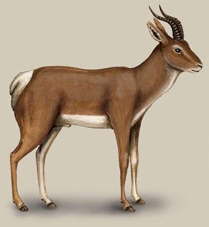 Mongolian gazelle