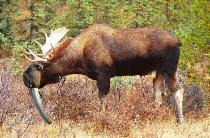 Shub's Thoughts: Alascattalo Day