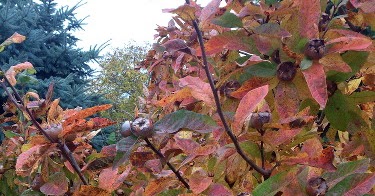 Entschleunigung Im Bezaubernden Maasholm