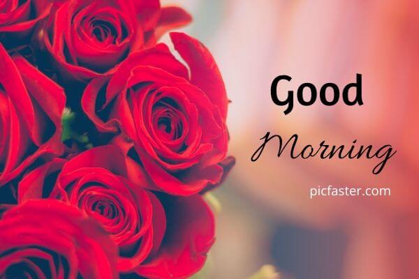 Latest Good Morning Rose Image Free Download Latest Good Morning Rose Image Free Download