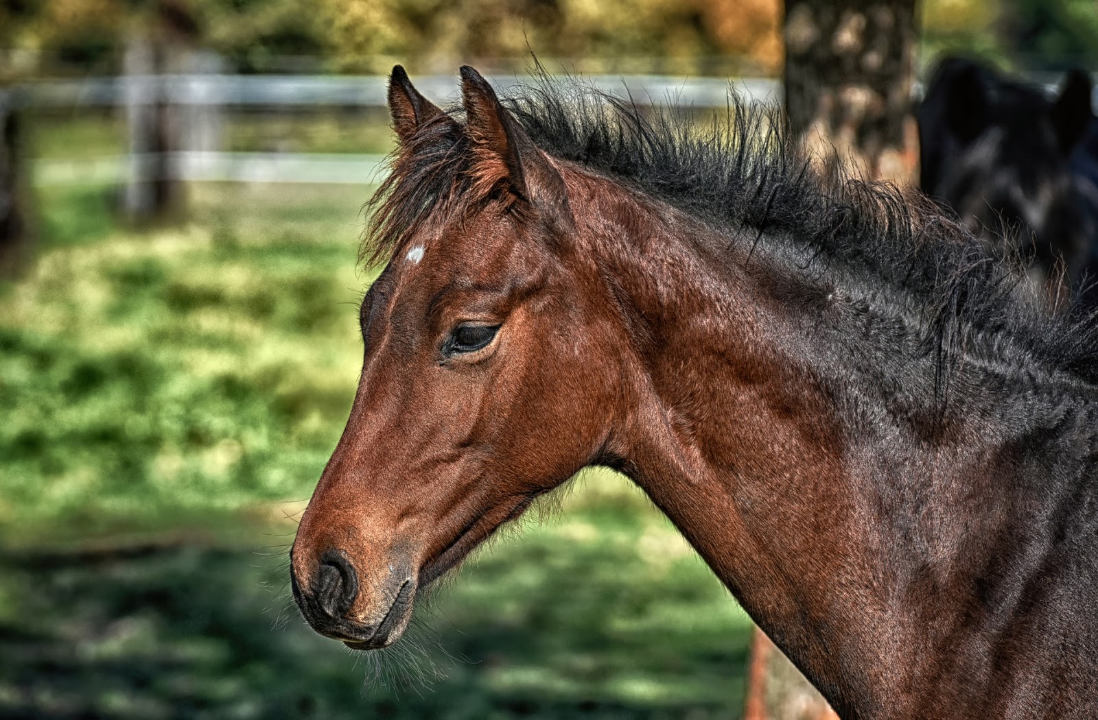 Eye Infections and Injuries in Horses spielemiterfold