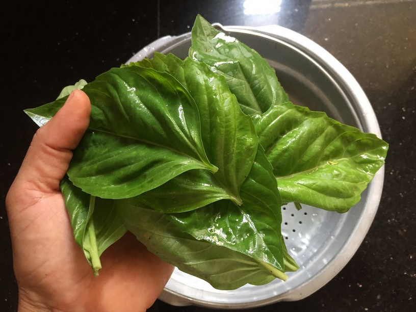 How to Harvest Basil