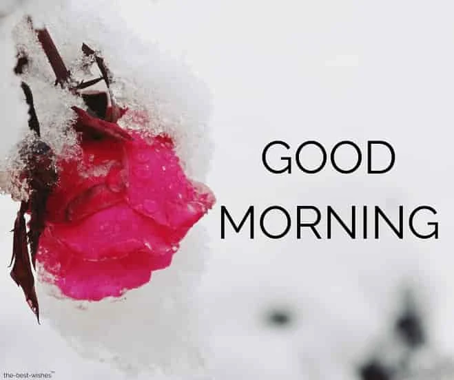 red rose lovely picture