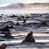 Προϊστορικό δάσος ηλικίας 5000 ετών ξεπρόβαλε από την άμμο - Απόκοσμες φωτογραφίες