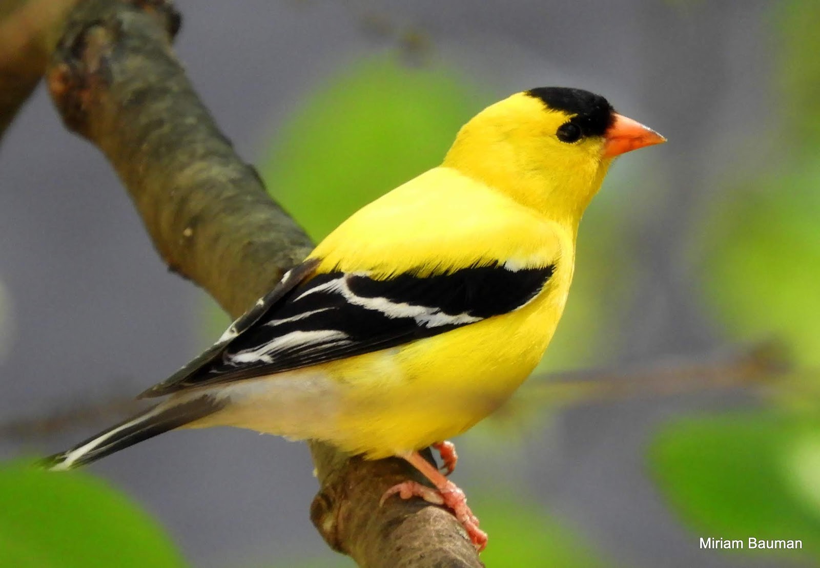 The Bright and Beautiful American Goldfinch