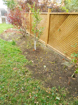 Yonge and Lawrence Backyard Toronto Fall Cleanup after by Paul Jung Gardening Services--a Toronto Organic Gardening Company Yonge and Lawrence Backyard Toronto Fall Cleanup after by Paul Jung Gardening Services--a Toronto Organic Gardening Company