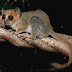Spesies Baru Di Madagaskar