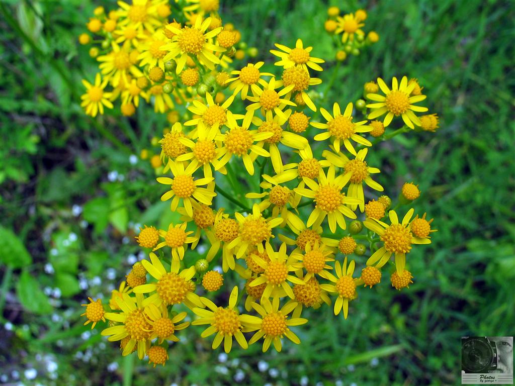 "What's Blooming Now" May 2011