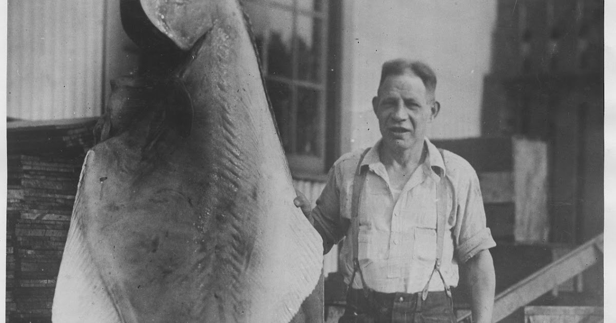 Saltwater People Log HONKING HALIBUT