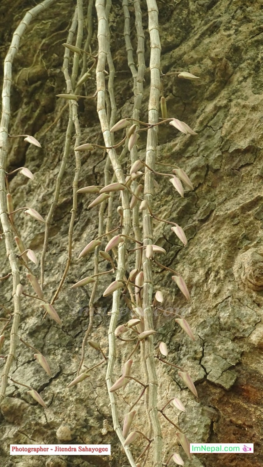 Images of Amazing Flowers in Ficus Religiosa Tree Bloomed Like Garland in Siraha, Nepal Images of Amazing Flowers in Ficus Religiosa Tree Bloomed Like Garland in Siraha, Nepal