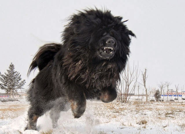 Next Big Future: Dog Cloning for Tibetan Mastiffs Today and for ...