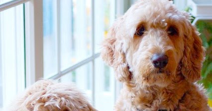 The Pet Tree House Where Pets Are Family Too Puppy Mill Rescue