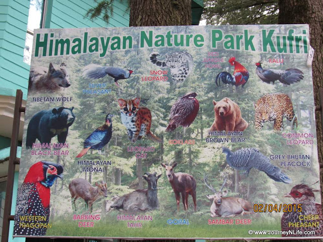 Himalayan Wildlife Zoo in Kufri, Himachal Pradesh India