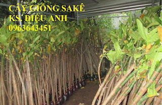 Cung cấp cây giống: cây sake, cây giống sa kê, cây giống phật thủ chuẩn, uy tín, giao cây toàn quốc