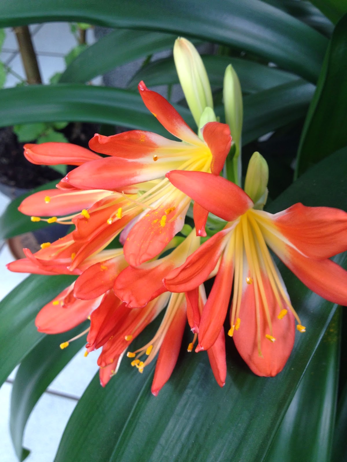 At give tilladelse Mindful pære Blomstertøsens Have: Lidt indendørs planter