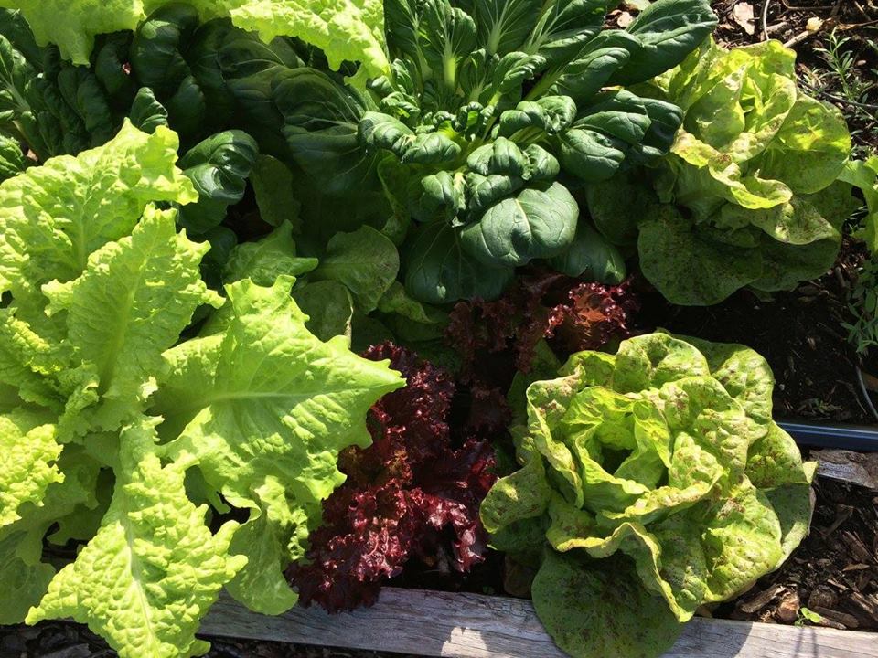 CENTRAL FLORIDA VEGETABLE GARDENING visual data 6