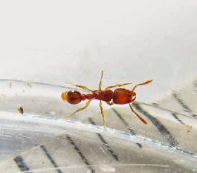 Worker of Tetramorium sp. ant
