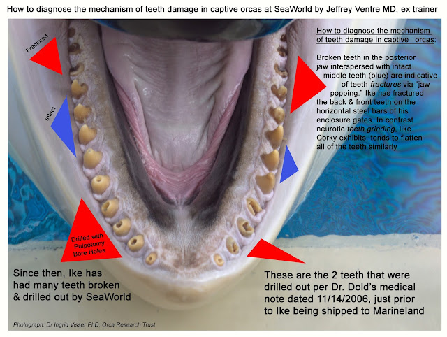 Voice of the Orcas: Orca Medical Record Shines Negative Light On Killer