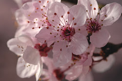 blossom cherry tree flower flowers trees asian japan