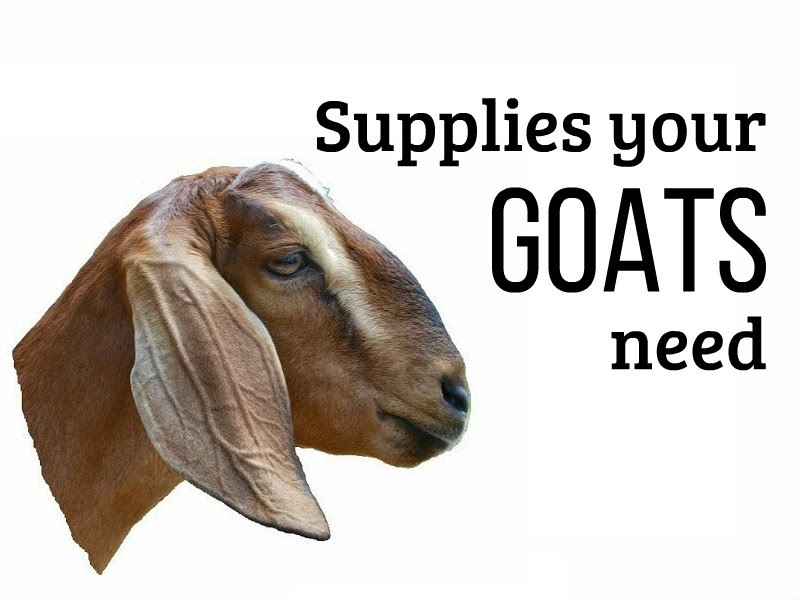 Goat Supplies You Need to Have on Hand (What do Goats Need?) Oak Hill