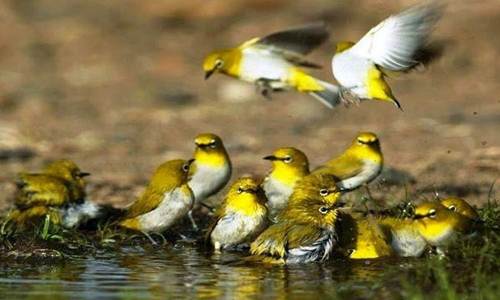 Mengenal Macam Jenis Burung Pleci Kacamata