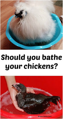 bathing chickens