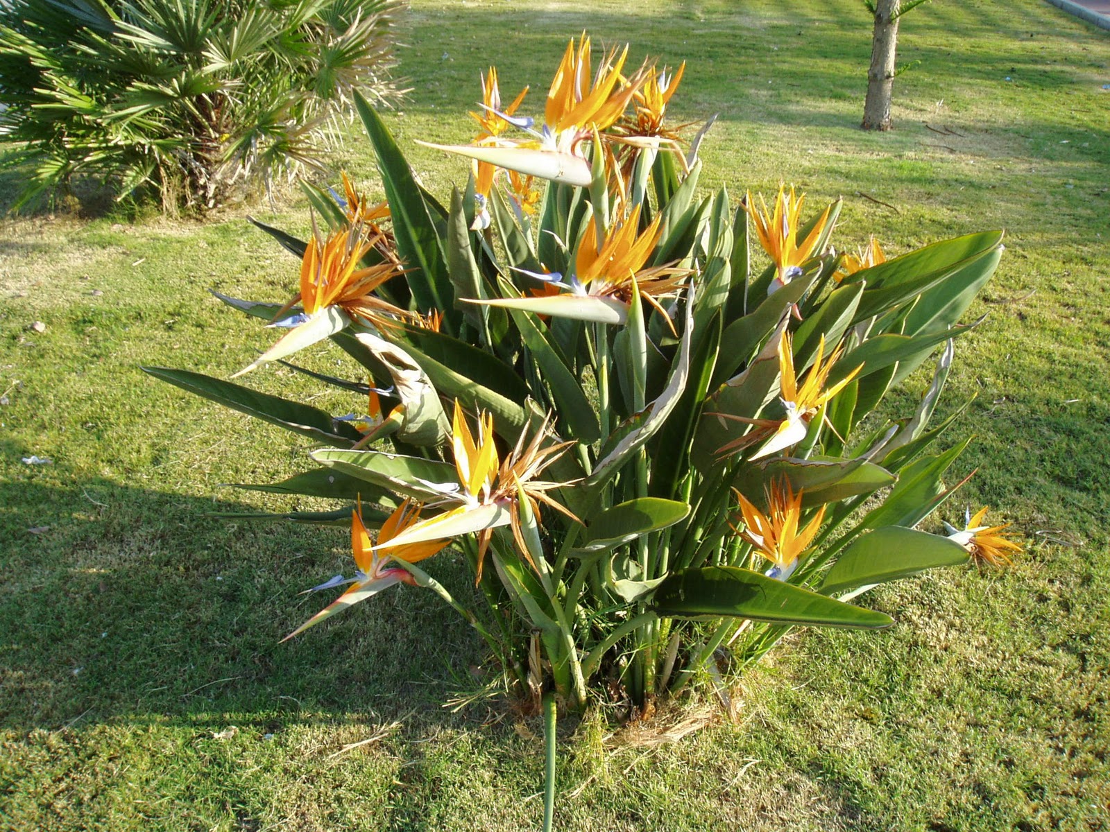 AVE DEL PARAÍSO: Strelitzia reginae | Plantas rioMoros
