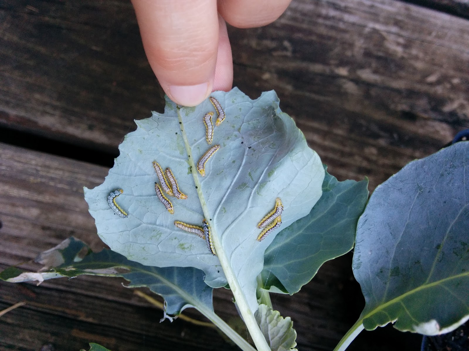 Gardening in Austin Cabbage Worms