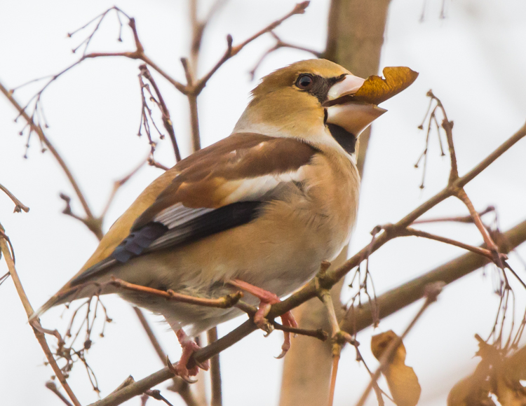 Barnsley Bird Sightings Broomhill Flash Hawfinch 24122017