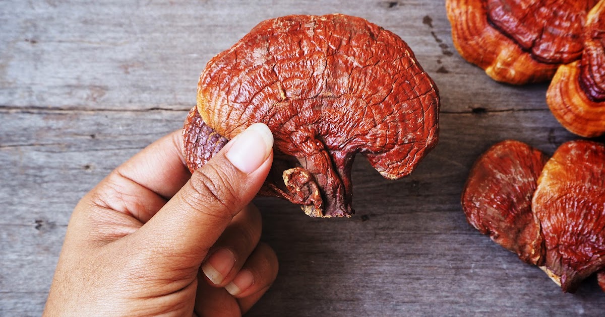 Reishi mushroom benefits for skin Organic mushrooms Biobritte mushrooms