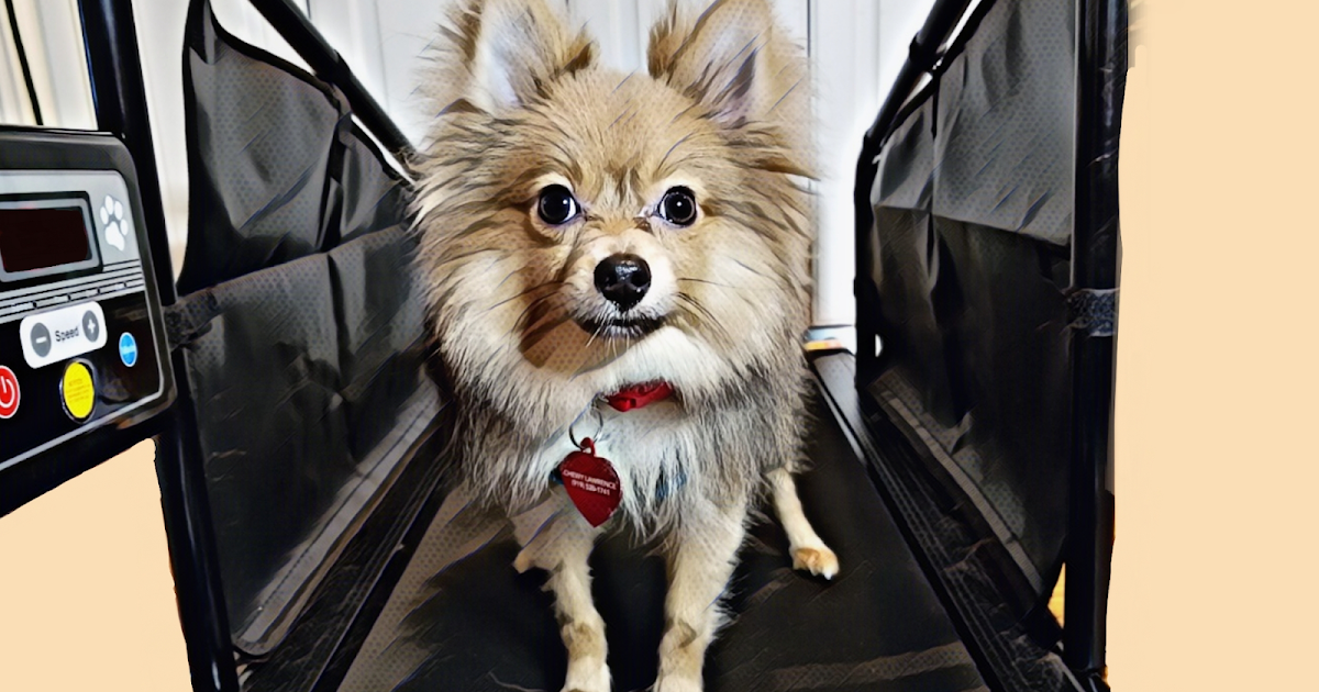Can A Pomeranian Walk On A Dog Treadmill? [VIDEO] — Chewy the Pom