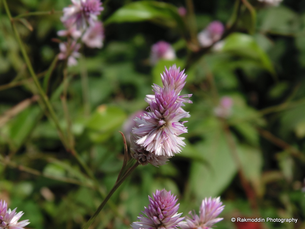 Kas Pathar - Flowers valley in Maharashtra