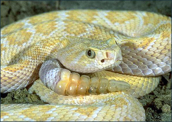 cascabel serpientes serpiente vboras veneno dientes biosfera digestivo
