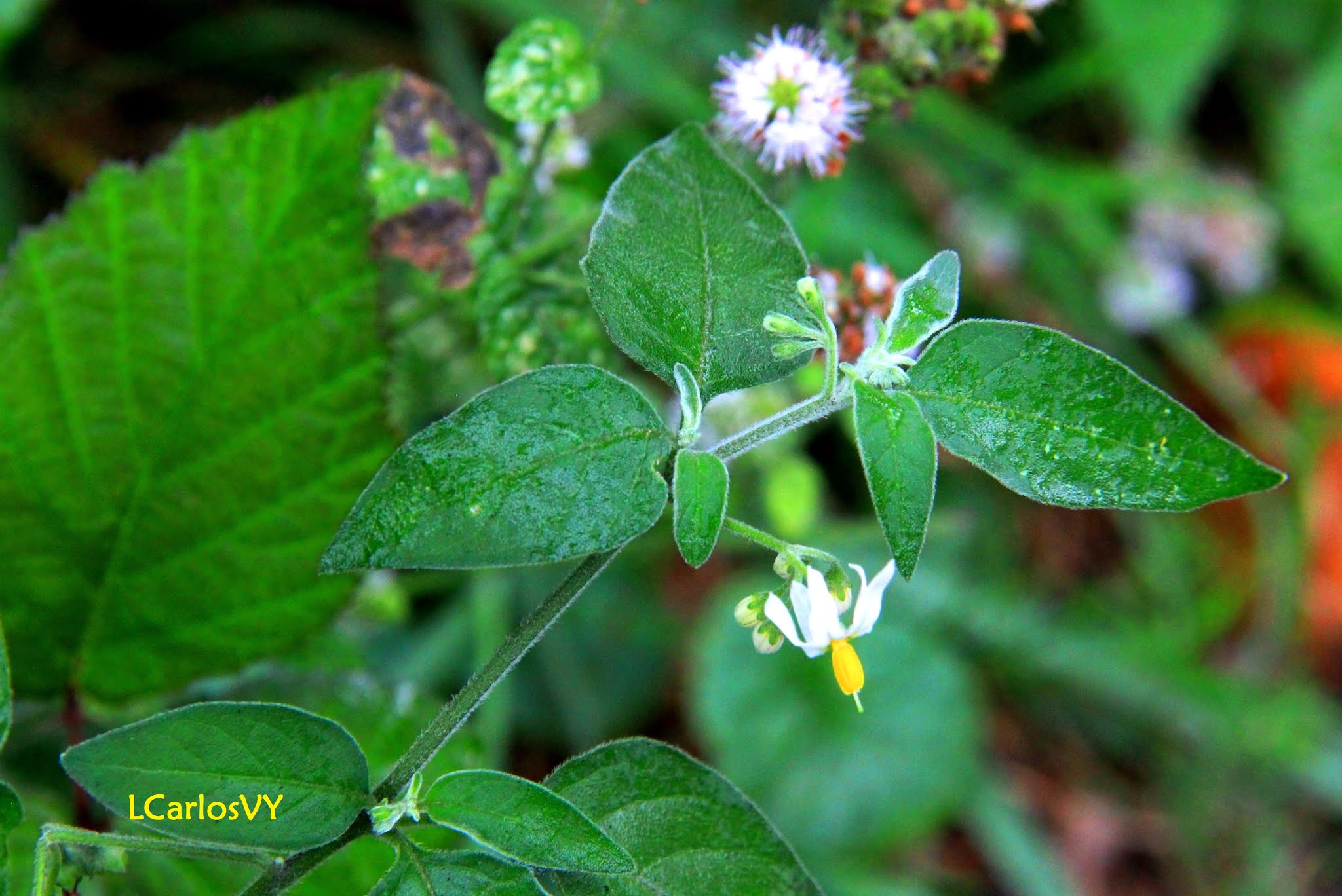 Plantas silvestres de Asturias Hierba mora, Tomatillo del diablo