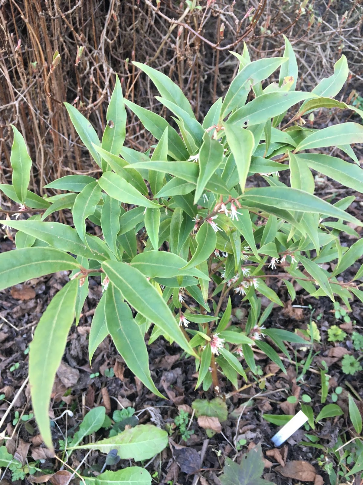 Future Plants By Randy Stewart Sarcococca Sweet Box