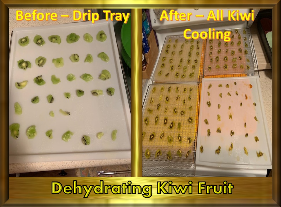 Animal, Nature, and Travel Tastebud Journey Dehydrating Kiwi Fruit