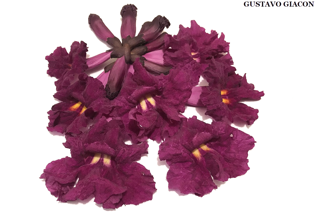 Viveiro Ciprest - Plantas Nativas e Exóticas: Ipê Vermelho Borgonha -  Handroanthus roseo-albus